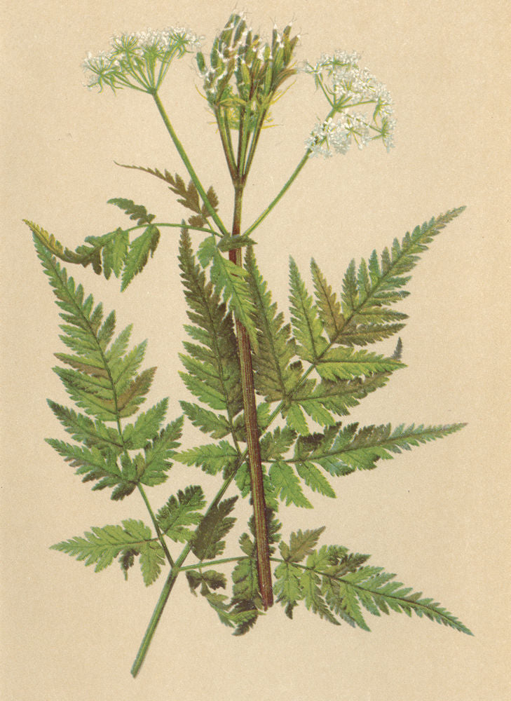 ALPENFLORA ALPINE FLOWERS. Myrrhis odorata (L. ) Scop-Süssdolde 1897 print